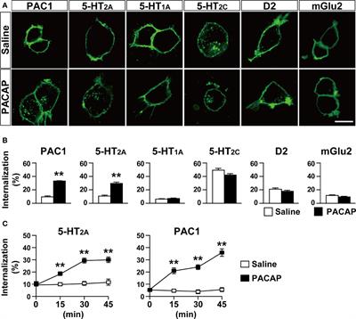 PACAP–PAC1 Signaling Regulates Serotonin 2A Receptor Internalization